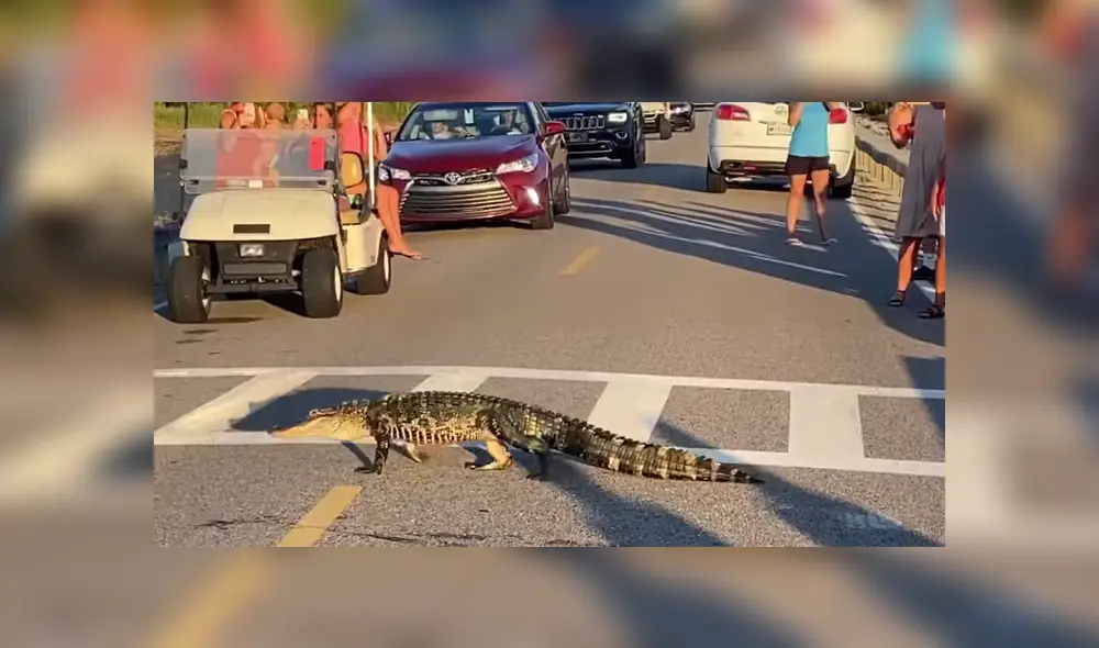 Un grupo de caimanes invadió las calles para poder llegar hasta un lago. Foto: Facebook
