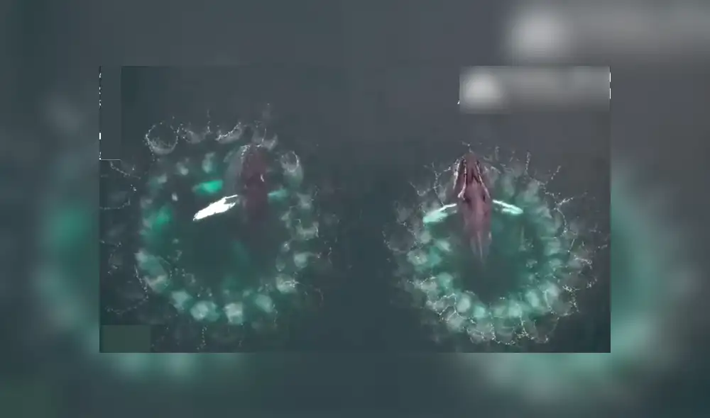 Video es viral en YouTube. Biólogos marinos usaron drones aéreos para registrar la singular técnica que usan algunas ballenas jorobadas para capturar a su presa Video es viral en YouTube. Biólogos marinos usaron drones aéreos para registrar la singular técnica que usan algunas ballenas jorobadas para capturar a su presa