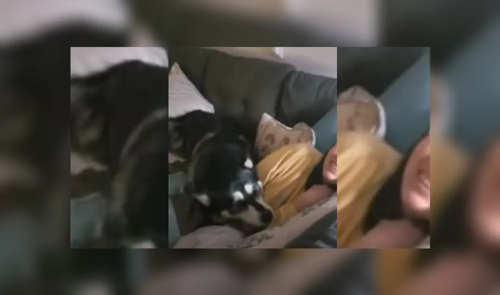 Video es viral en Facebook. Hombre grabó la peculiar reacción que tiene la perra cada vez que alguien se acerca a su dueña cuando está jugando con ella.