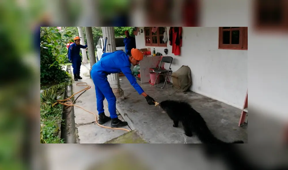El inusual animal fue atraído con plátanos para poder capturarlo y transferirlo al Departamento de Vida Silvestre de Malasia. Foto: captura.