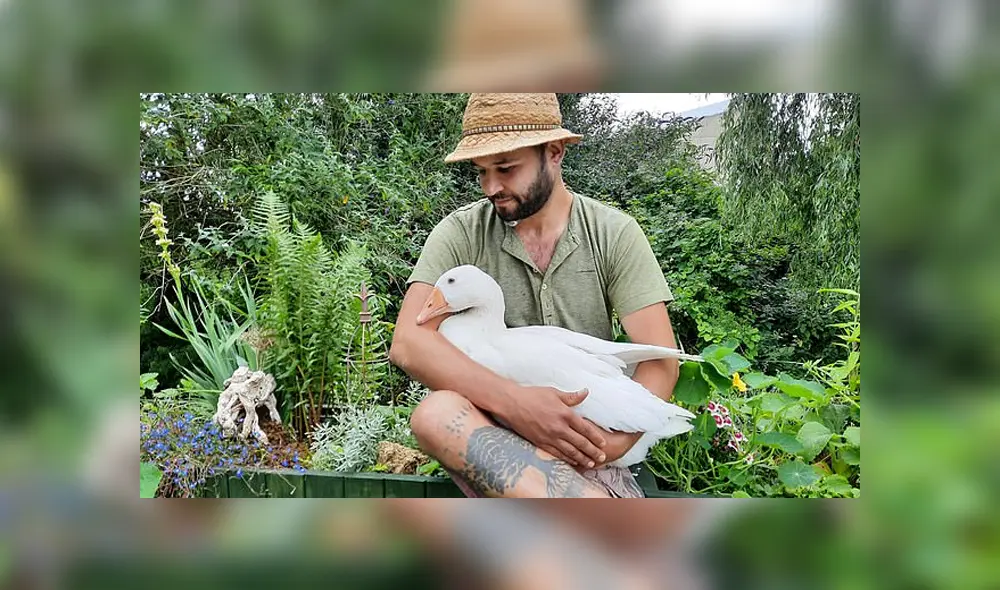 Un hombre incubó un huevo y ahora tiene un ganso de mascota. Foto: Facebook.