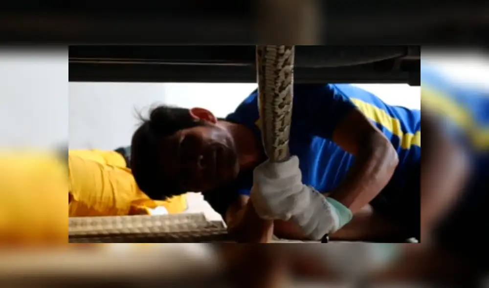 Facebook viral: gigantesca serpiente fue hallada dentro de auto malogrado por mecánicos [VIDEO]