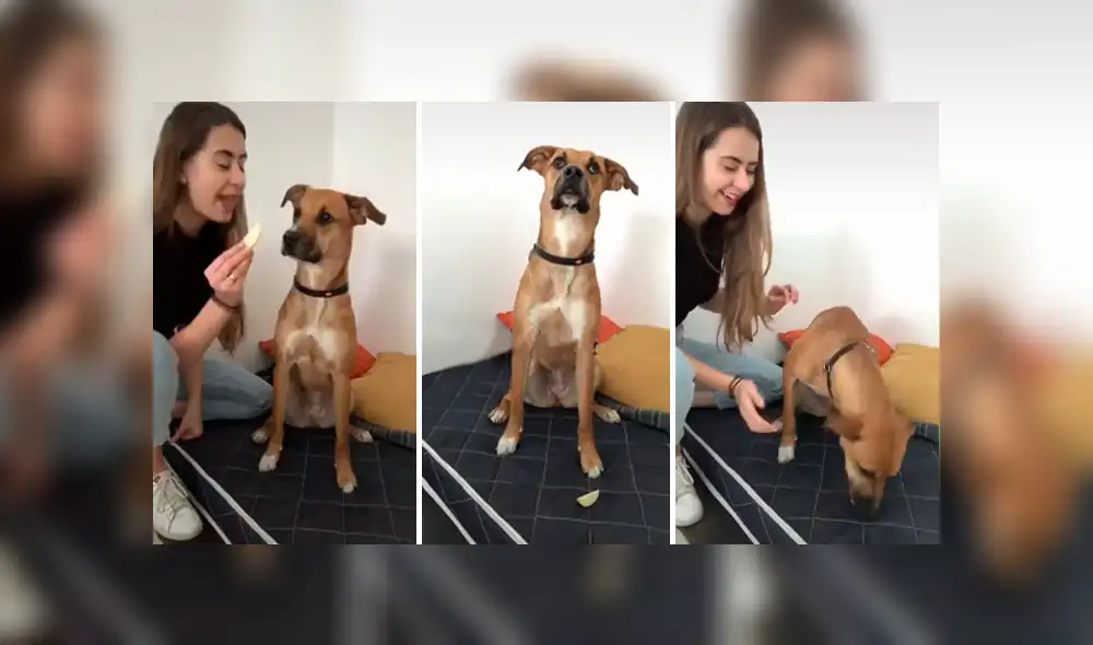 Desliza las imágenes para conocer el inesperado comportamiento de un perro al ser desafiado por su dueña.