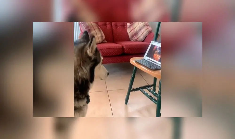 Desliza las imágenes para ver el dramático reencuentro que tuvieron estos dos perros por videollamada. Foto: ABC Noticias Desliza las imágenes para ver el dramático reencuentro que tuvieron estos dos perros por videollamada. Foto: ABC Noticias