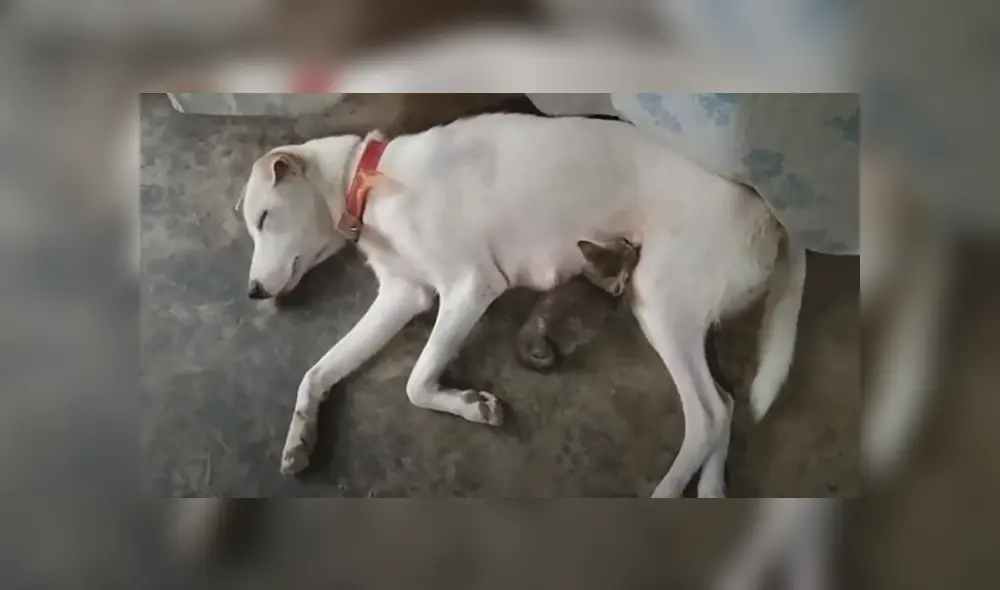 Desliza hacia la izquierda para ver las imágenes del viral de Facebook. Foto: Captura. Desliza hacia la izquierda para ver las imágenes del viral de Facebook. Foto: Captura.