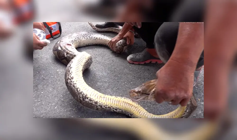 Encuentran serpiente pitón atascada entre dos paredes y sacan su cuerpo lleno de heridas [VIDEO] 