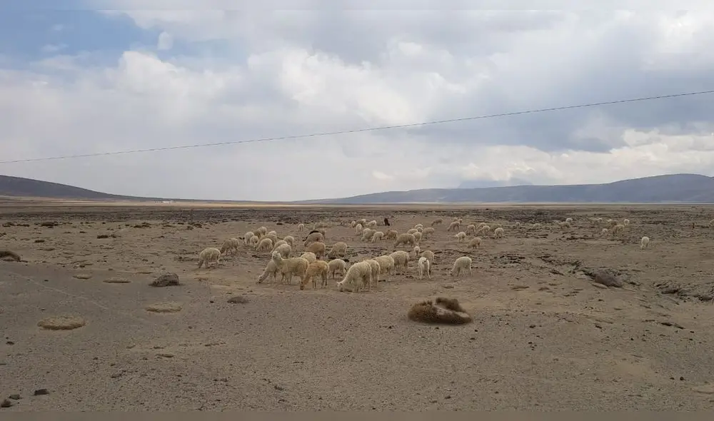 Tacna. Camélidos sudamericanos pastan en lo que otrora fue la laguna de Vizcachas.