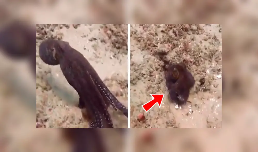 En YouTube, un hombre persiguió al enorme animal marino para atraparlo y quedó impresionado cuando vio su habilidad de ocultarse en el agua. En YouTube, un hombre persiguió al enorme animal marino para atraparlo y quedó impresionado cuando vio su habilidad de ocultarse en el agua.