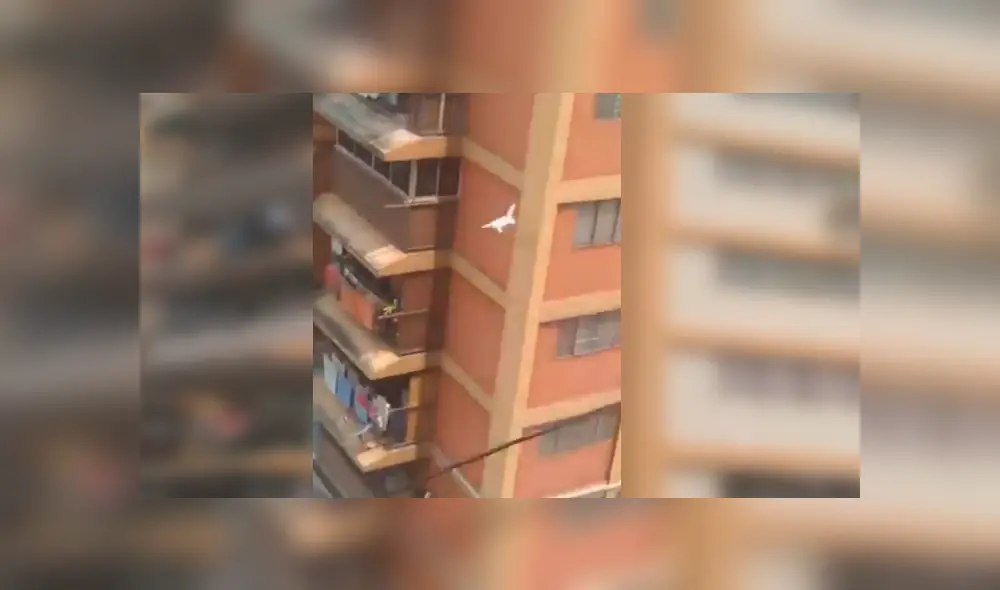 Residentes de un edificio de más de 10 pisos se han ganado los aplausos de varios internautas, tras ayudar a bomberos en el rescate de un indefenso felino Residentes de un edificio de más de 10 pisos se han ganado los aplausos de varios internautas, tras ayudar a bomberos en el rescate de un indefenso felino