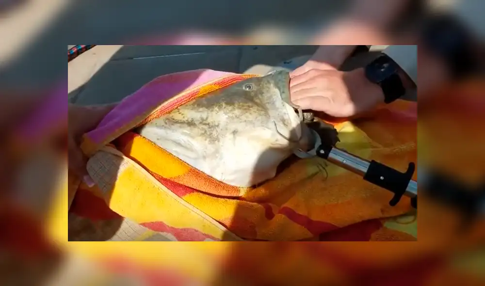 YouTube viral: gigantesco 'pez gato' aparece y encuentran increíble criatura en su interior [VIDEO]