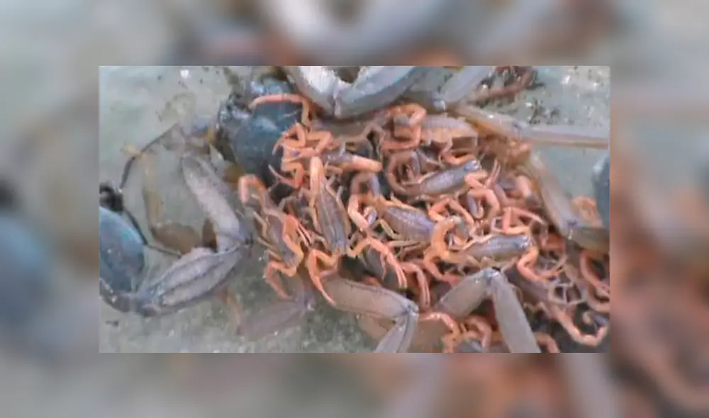 YouTube viral: graban momento en que cientos de crías de mamá alacrán mutan de piel y video causa terror
