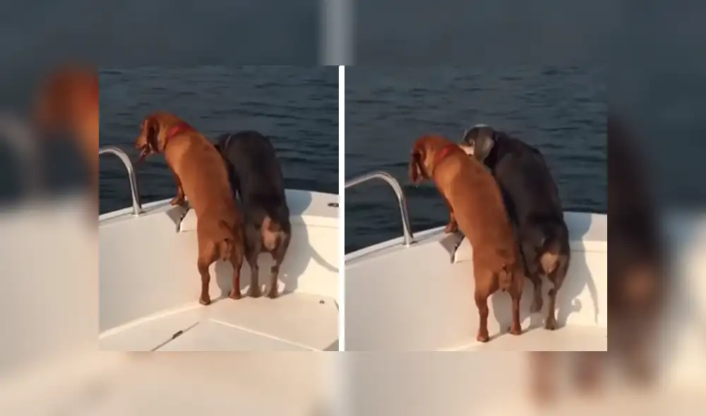 En Facebook, un perro movió sus patas de una manera peculiar tras dar un paseo en bote con sus dueños. En Facebook, un perro movió sus patas de una manera peculiar tras dar un paseo en bote con sus dueños.