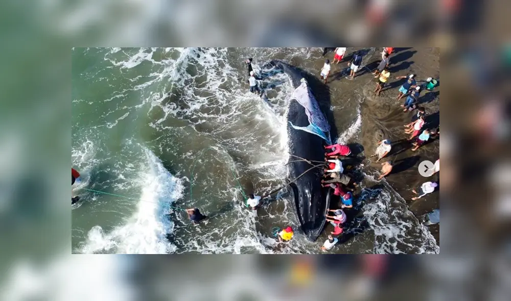 Los pobladores le colocaron una manta mojada para que sobreviviese mientras se organizaban. Foto: cynthiaviteri / Instagram Los pobladores le colocaron una manta mojada para que sobreviviese mientras se organizaban. Foto: cynthiaviteri / Instagram