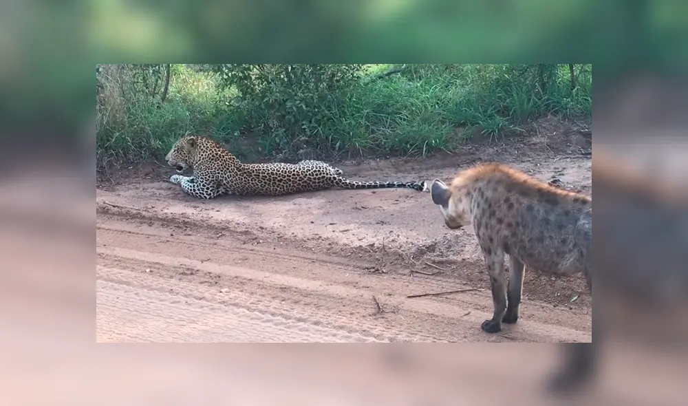Desliza para ver la reacción del felino en imágenes. Foto: Kruger Sightings / YouTube Desliza para ver la reacción del felino en imágenes. Foto: Kruger Sightings / YouTube