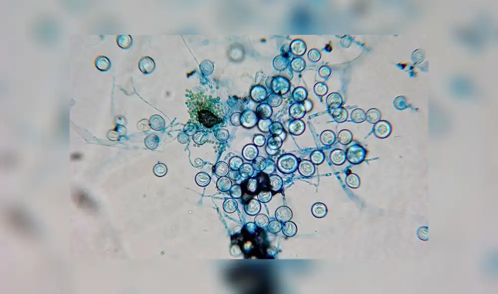 El hongo examinado fue el Aspergillus nidulans. Imagen: Difusión. El hongo examinado fue el Aspergillus nidulans. Imagen: Difusión.