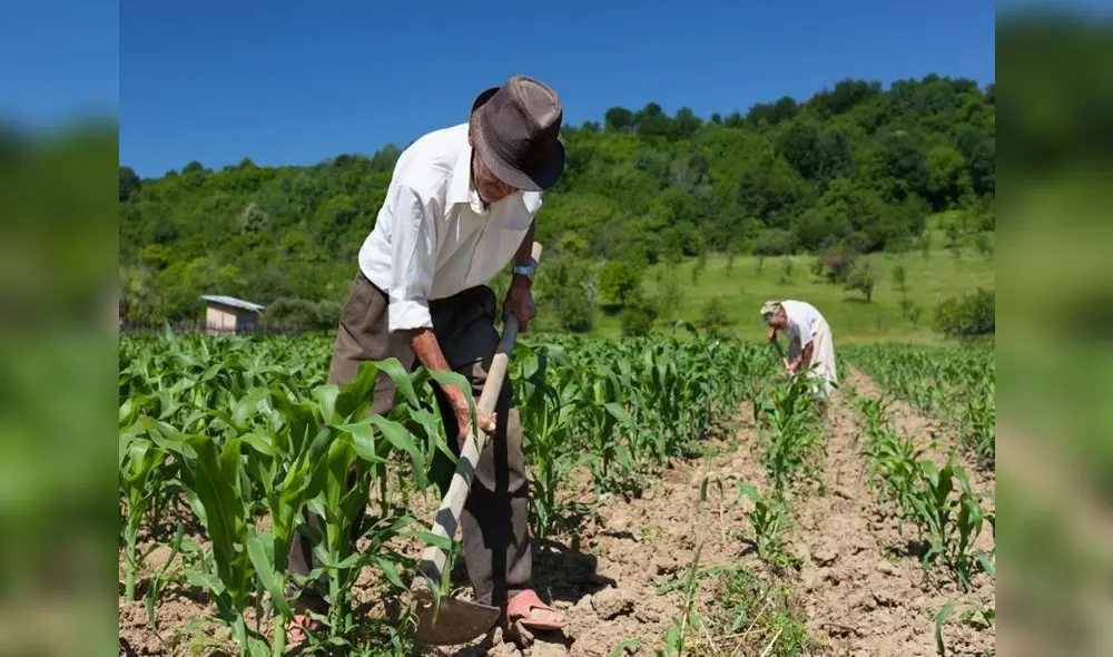 Obras beneficiarán a más de 9 mil agricultores de los distritos de Salamanca, Chichas, Yanaquihua, Andaray, Chuquibamba e Iray. Foto: Referencial/Senasa