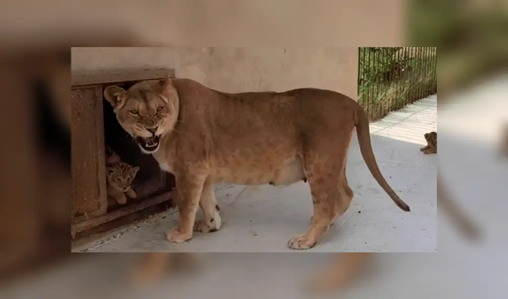 YouTube viral: Mujer se acerca a recinto de feroz leona y esta la ataca por cuidar a sus bebés [VIDEO]