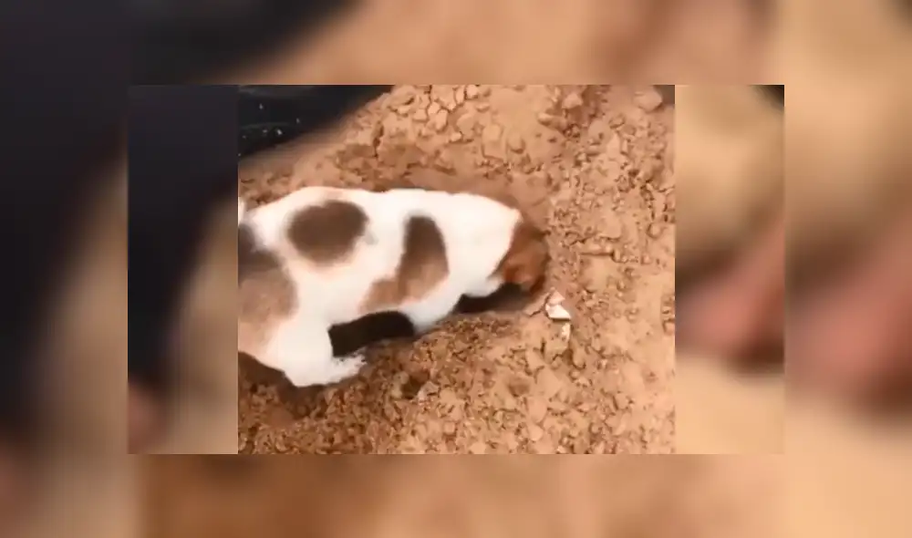 La tierna acción del cachorro por ayudar e integrarse al grupo sorprendió a miles. Foto: captura