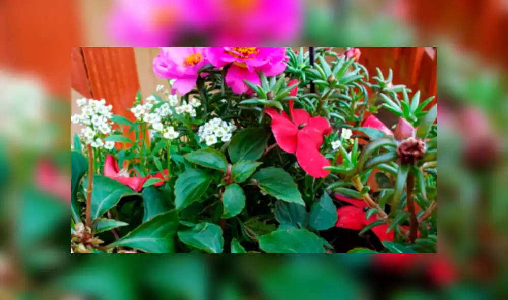 Desliza las imágenes hacia la izquierda para conocer la verdadera respuesta sobre este desafío de Facebook. Foto: La100. Desliza las imágenes hacia la izquierda para conocer la verdadera respuesta sobre este desafío de Facebook. Foto: La100.