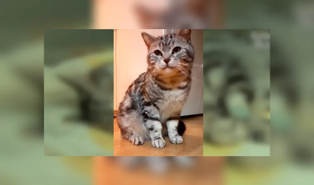 Facebook viral: encuentra a gato moribundo en cementerio abandonado, lo cuida y ahora luce así