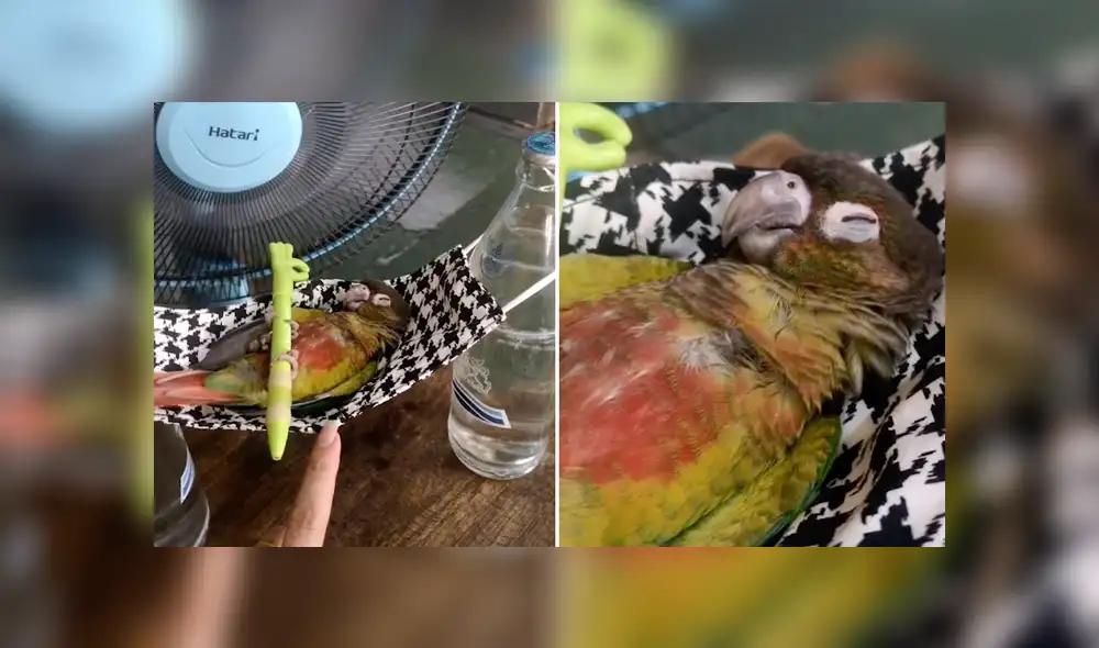 Desliza para ver los detalles de este video viral publicado en YouTube. Foto: Captura.