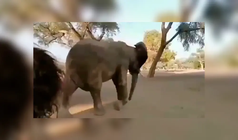 Un video viral de Facebook registró el momento en que una turista se topó ‘cara a cara’ con un elefante, sin imaginar que el paquidermo tendría una insólita reacción al verla. Un video viral de Facebook registró el momento en que una turista se topó ‘cara a cara’ con un elefante, sin imaginar que el paquidermo tendría una insólita reacción al verla.