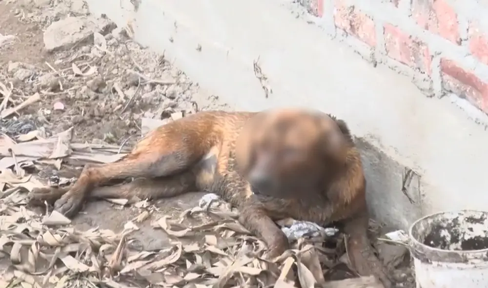 Maltrato animal. Foto: Captura.