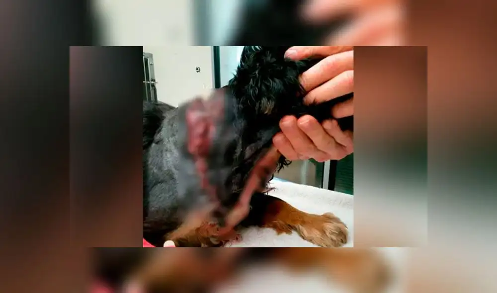 Luego de cuatro horas de cirugía, el perro pudo ser salvado, casi de milagro (Captura: The Sun)