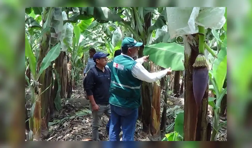 Senasa fiscalización Senasa fiscalización