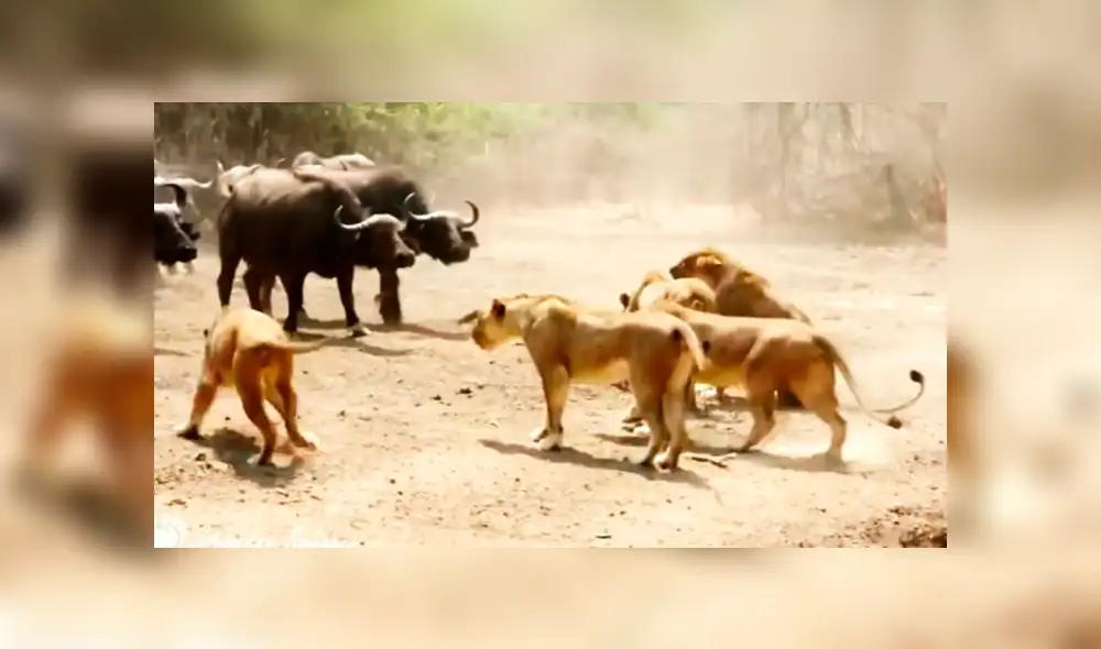 YouTube viral: Hambrientos leones cazan a búfalo, pero son atacados por enfurecida manada [VIDEO] 