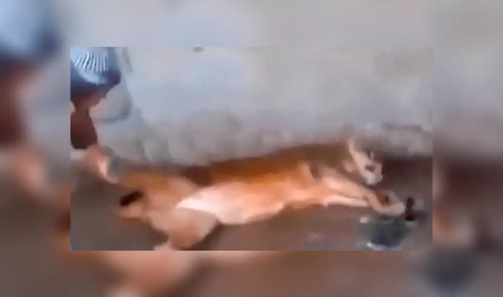 YouTube viral: Este león se dejó bañar cual pequeño gato por hombre que ingresó a su jaula [VIDEO] 