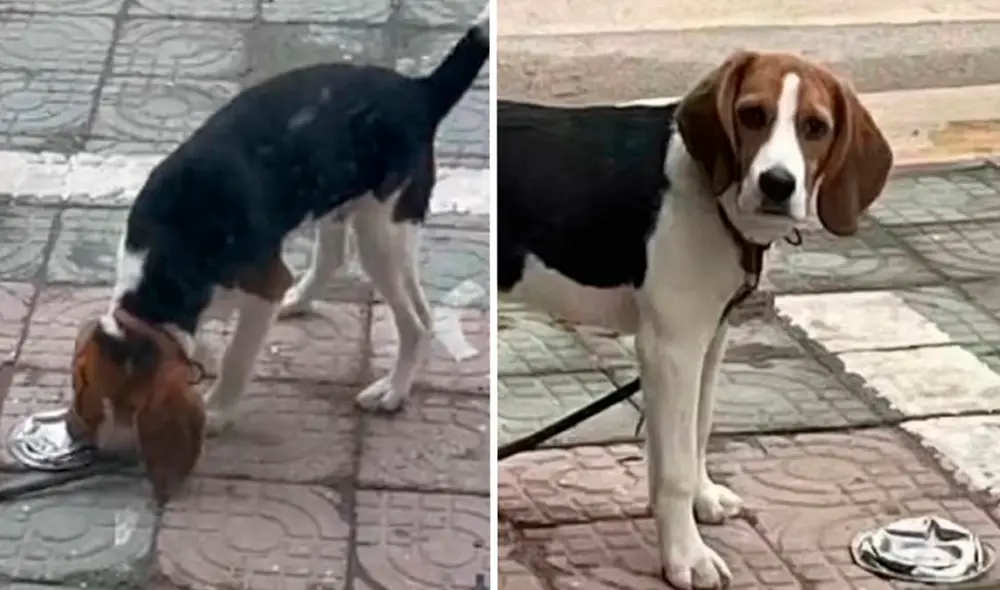 Desliza hacia la izquierda para ver el rostro de tristeza del perrito al ver su plato preferido destruido. Foto: TikTok Desliza hacia la izquierda para ver el rostro de tristeza del perrito al ver su plato preferido destruido. Foto: TikTok