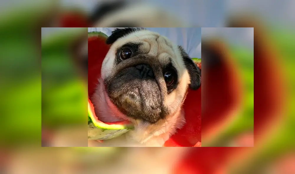 El momento en el que una criatura sale de una sandía se ha vuelto viral en redes.