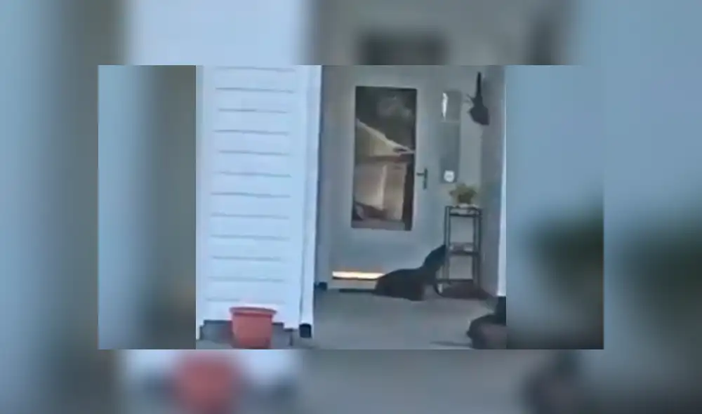 Facebook viral: llega a su casa y encuentra a misteriosa criatura tocando su puerta [VIDEO]