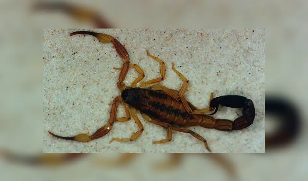 YouTube viral: graban momento en que cientos de crías de mamá alacrán mutan de piel y video causa terror