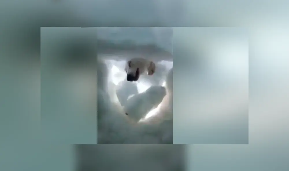 Video es viral en YouTube. El hombre sacó su celular para grabar su despedida, pero de pronto notó que alguien removía la nieve con sus ‘patitas’ y se acercaba a lamerle la cara para mantenerlo caliente. Foto: Captura.