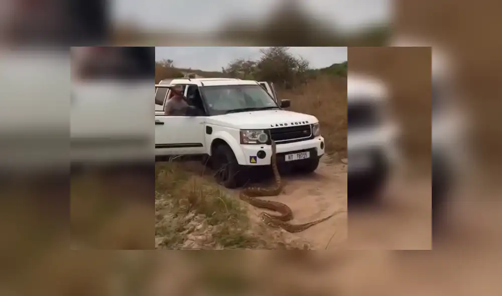 La serpiente salió de su escondite y 'atacó' a los turistas. Foto: captura La serpiente salió de su escondite y 'atacó' a los turistas. Foto: captura