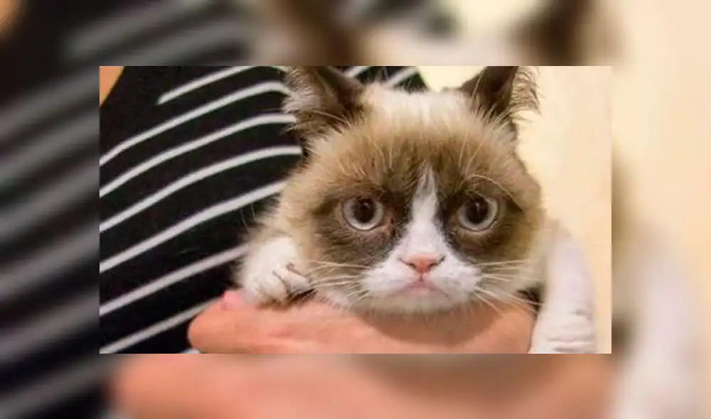 Grumpy Cat: Datos curiosos sobre el gato del meme que se viralizó en internet