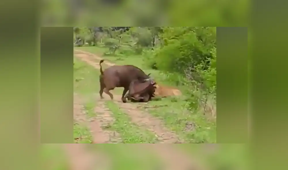 YouTube viral: Búfalo hace volar por los aires a hambriento león para salvar a su amigo [VIDEO]