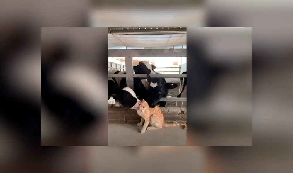 Desliza las imágenes hacia la izquierda para apreciar el amoroso momento entre un gato junto a un rebaño. Foto: Caters Clips. Desliza las imágenes hacia la izquierda para apreciar el amoroso momento entre un gato junto a un rebaño. Foto: Caters Clips.