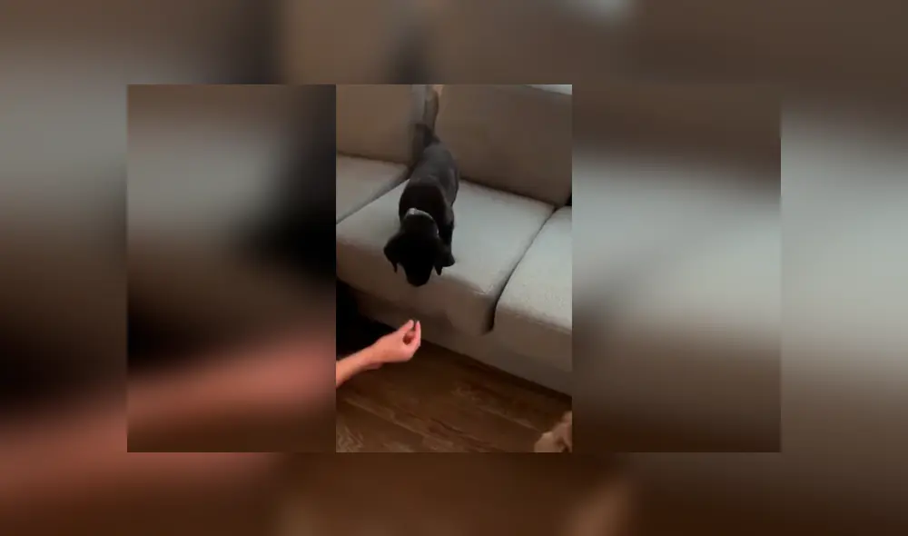Desliza las imágenes hacia la izquierda para apreciar la noble acción de un joven para ayudar a su perro bebé. Foto: Captura. Desliza las imágenes hacia la izquierda para apreciar la noble acción de un joven para ayudar a su perro bebé. Foto: Captura.