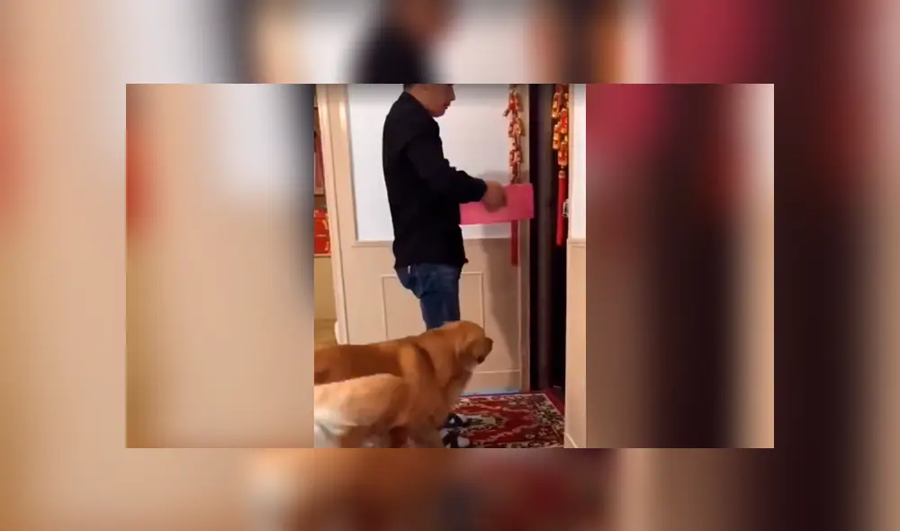 Facebook viral: perrita sufre y ruega a su dueño que no le quite a sus crías [VIDEO]  