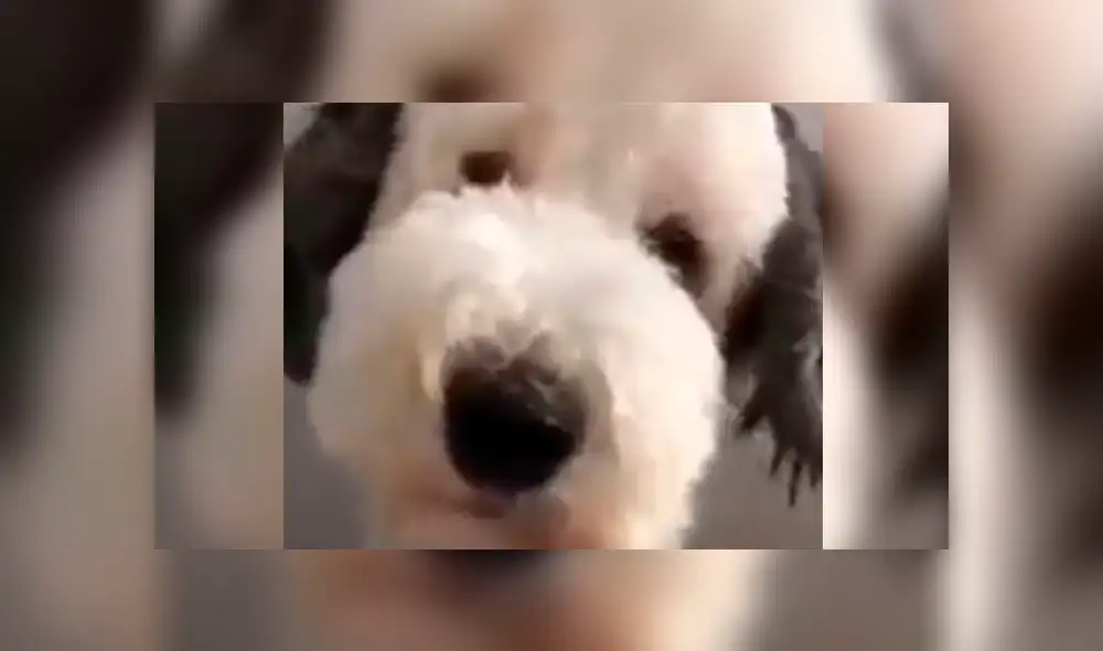 Facebook viral: Snoopy sí existe realmente y este video lo probaría Facebook viral: Snoopy sí existe realmente y este video lo probaría