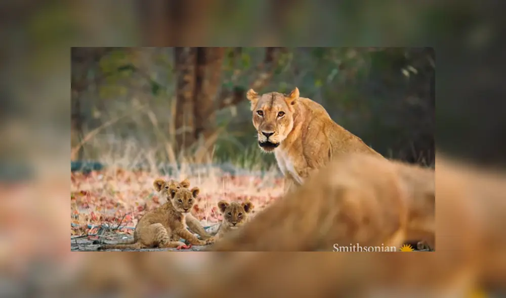 Desliza hacia la izquierda para ver el feroz enfrentamiento de las leonas. Imágenes virales de YouTube. Desliza hacia la izquierda para ver el feroz enfrentamiento de las leonas. Imágenes virales de YouTube.