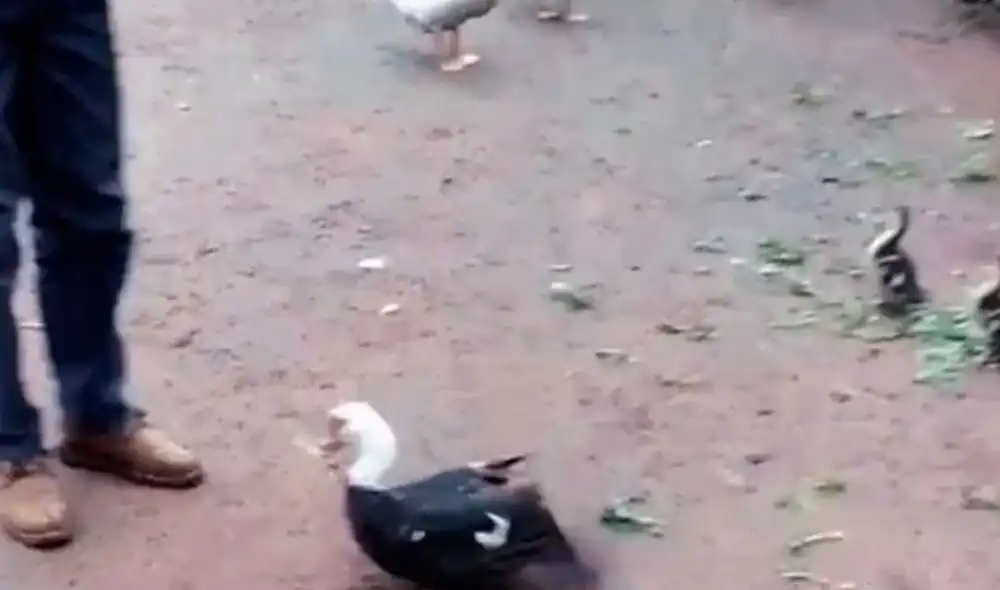 Desliza las imágenes para ver la furiosa reacción que tuvo esta mamá pata al ver que intentaban alejarla de su cría. Foto: captura de TikTok/presentado23adrian