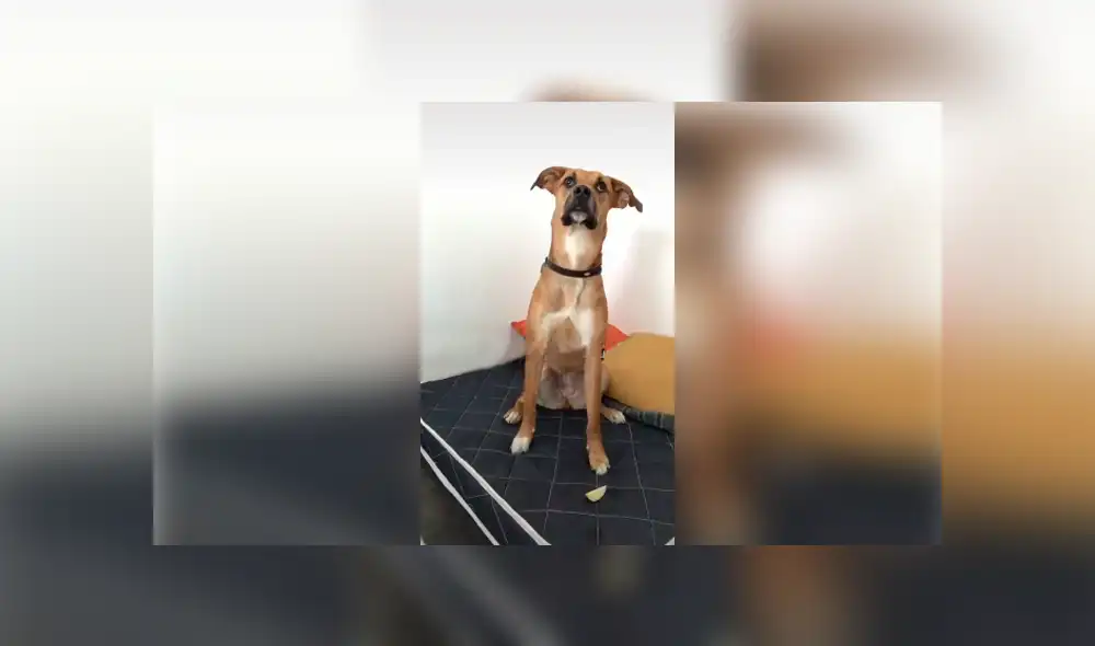 Desliza las imágenes para conocer el inesperado comportamiento de un perro al ser desafiado por su dueña.