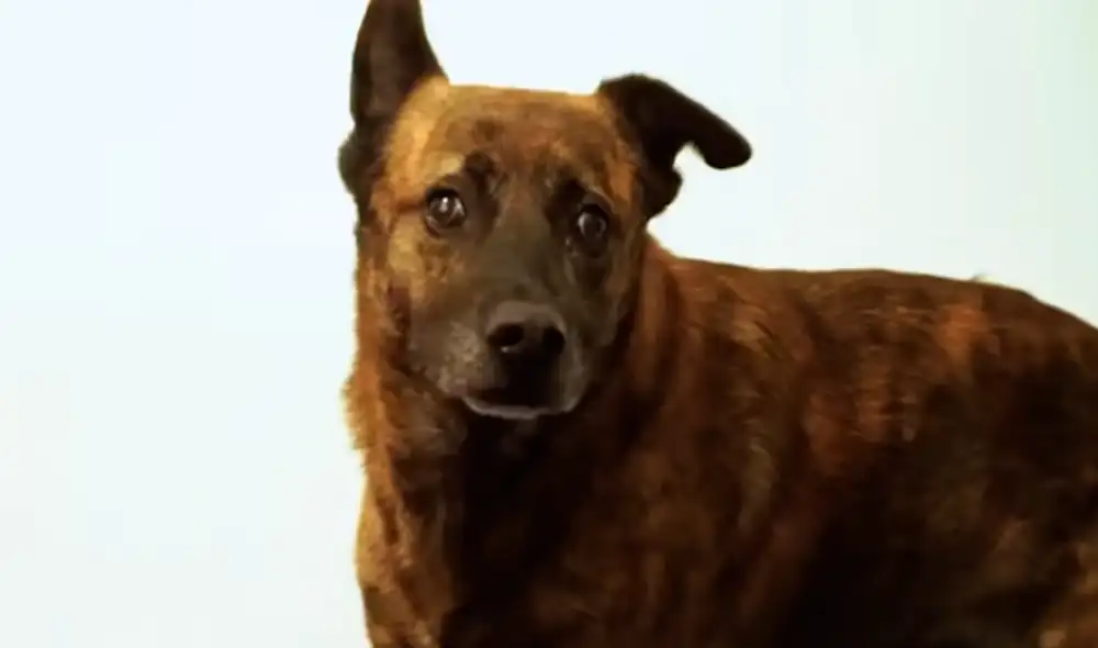 Desliza hacia la izquierda para ver las tiernas imágenes de Nina, la afortunada perrita que fue adoptada por una familia. Foto: captura de YouTube Desliza hacia la izquierda para ver las tiernas imágenes de Nina, la afortunada perrita que fue adoptada por una familia. Foto: captura de YouTube