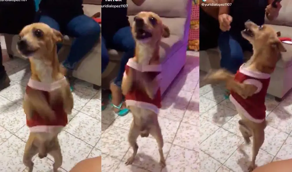 Desliza las imágenes para ver la singular ‘coreografía’ que hizo este can en plena celebración navideña en su hogar. Foto: captura de TikTok/@yuridialopez1107