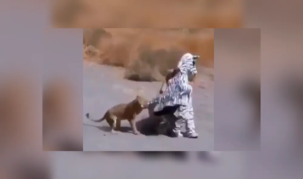 Facebook viral: jóvenes se disfrazan de cebra para entrar a recinto de leones y ocurre algo increíble Facebook viral: jóvenes se disfrazan de cebra para entrar a recinto de leones y ocurre algo increíble