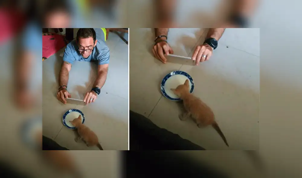 Facebook: "no traigas más gatos a casa" le dijo su padre y días después lo capta en tierna escena